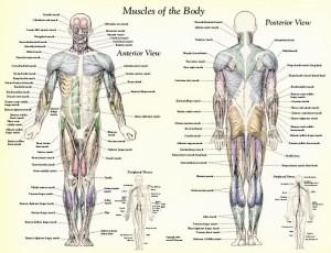 muscle-anatomy-muscles-body-labeled